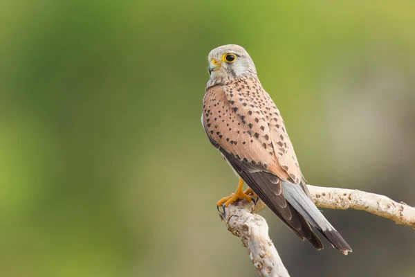 Common Kestrel portrait — Stock Photo, Image