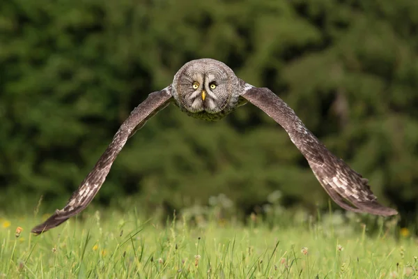 Great grey owl — Stock Photo, Image