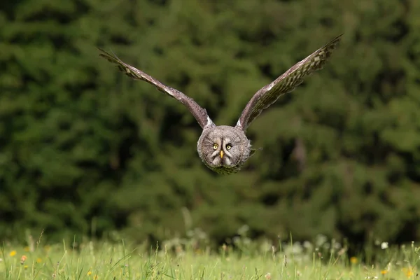 Große graue Eule — Stockfoto