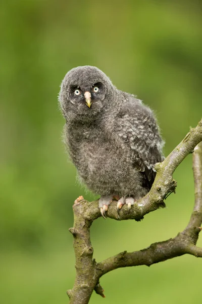 Grote grijze uil — Stockfoto