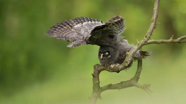 Great grey owl — Stock Photo, Image