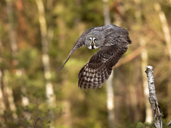 Great grey owl — Stock Photo, Image