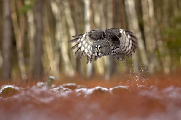 Great grey owl — Stock Photo, Image