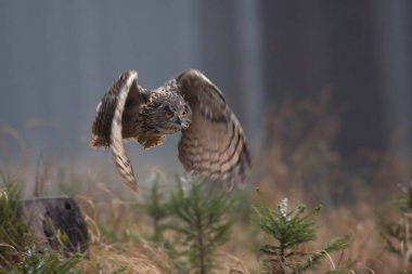 Avrasya kartal baykuş