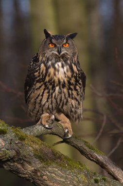 Eurasian eagle-owl clipart