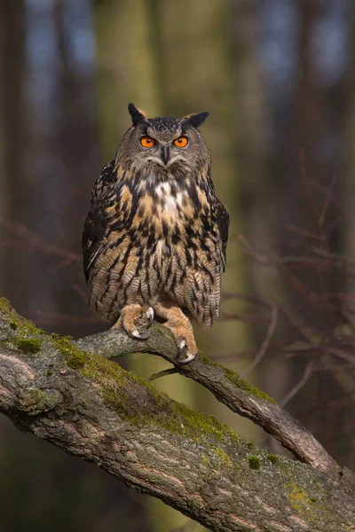 Eurasian eagle-owl — Stock Photo, Image