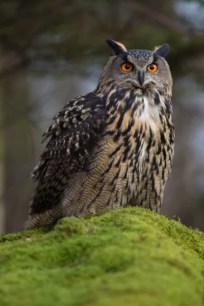 Eurasian eagle-owl — Stock Photo, Image