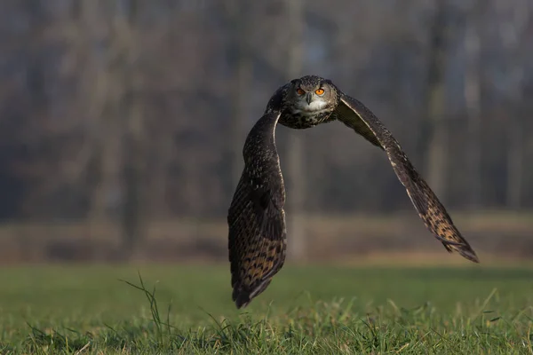 Eurasian eagle-owl — Stock Photo, Image