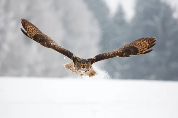 Eurasian Eagle-Owl — Stockfoto