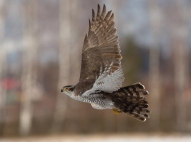 Kuzey Goshawk (Accipiter gentilis)