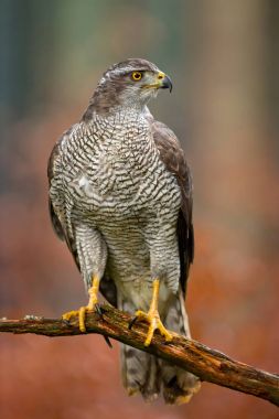 Kuzey Goshawk (Accipiter gentilis)
