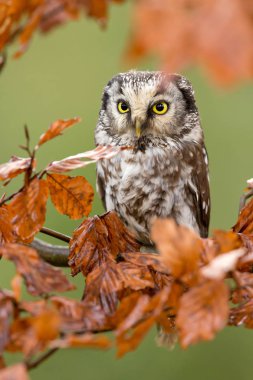 Boreal baykuş (Aegolius funereus)