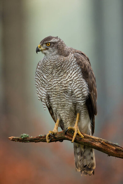 Northern Goshawk (Accipiter gentilis)