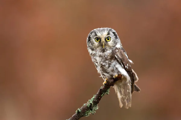 Boreal owl (Aegolius funereus) — Stock Photo, Image