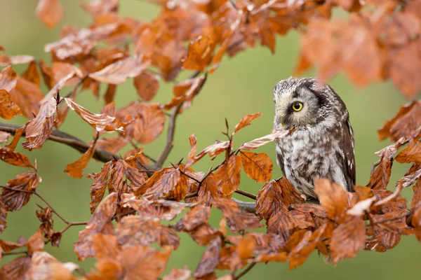 Boreal owl (Aegolius funereus) — Stock Photo, Image