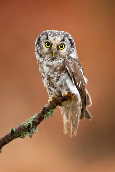 Coruja boreal (Aegolius funereus) ) Imagens De Bancos De Imagens Sem Royalties