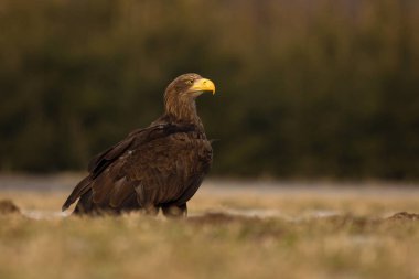Ak kuyruklu kartal