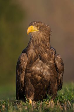 White-tailed eagle