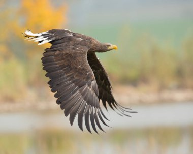Ak kuyruklu kartal
