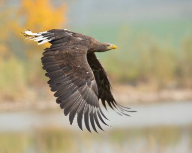 White-tailed eagle clipart