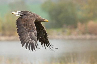 Ak kuyruklu kartal