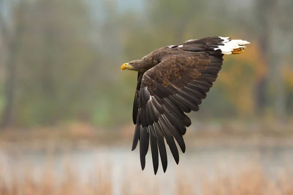 Águila de cola blanca — Foto de Stock