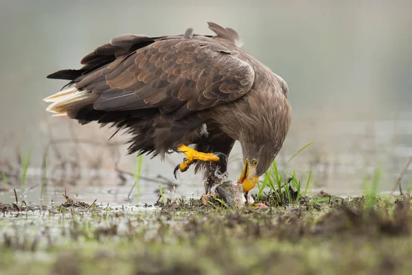 Águila de cola blanca — Foto de Stock