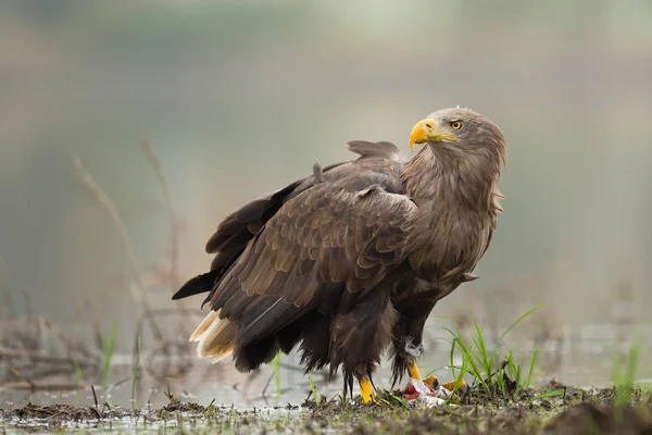 Águila de cola blanca — Foto de Stock