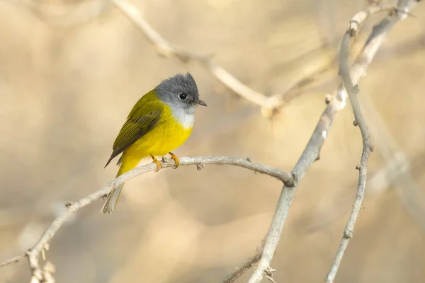 Graukopf Kanarienschnäpper Culicicapa Ceylonensis Manchmal Auch Als Graukopf Fliegenschnäpper Bekannt — Stockfoto