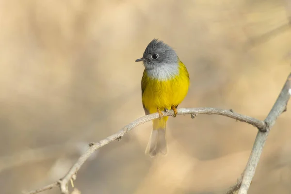 Culicicapa Ceylonensis Una Especie Ave Paseriforme Familia Culicicapa Ceylonensis Orden —  Fotos de Stock