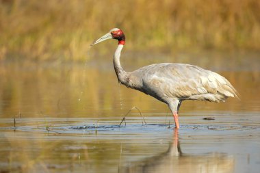 Sarus turnası (Antigone antigone), Hindistan 'ın Güneydoğu Asya ve Avustralya' nın bazı bölgelerinde bulunan bir turna türü.