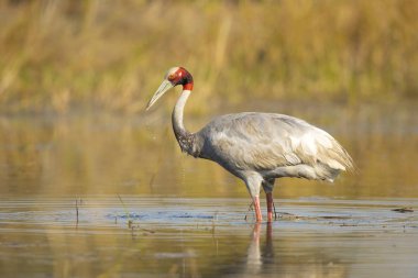 Sarus turnası (Antigone antigone), Hindistan 'ın Güneydoğu Asya ve Avustralya' nın bazı bölgelerinde bulunan bir turna türü.