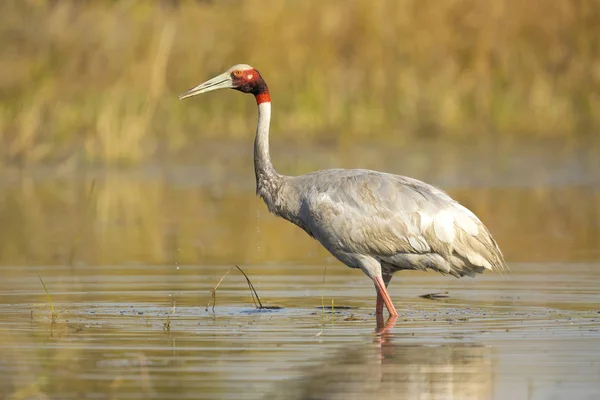 Grúa Sarus Antigone Antigone Una Gran Grúa Migratoria Que Encuentra — Foto de Stock