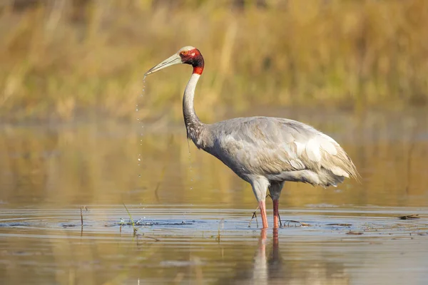 Sarus Crane Antigone Antigone Large Nonmigratory Crane Found Parts Indian — Stock Photo, Image