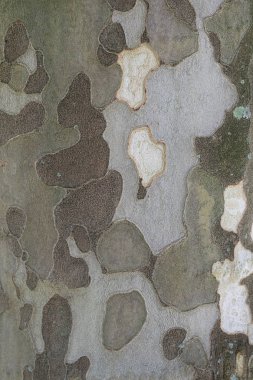 Arka plan ağaç kabuğu dan.