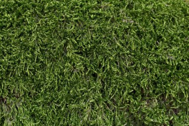 Doğal yosun arka plan. Yakın çekim yeşil yosun doku olduğunu.