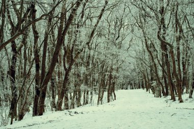 Kış orman. Yol karlı ormanın içinde. Frost, ağaçlarda tonlama