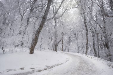  Yol karlı ormanın içinde. Frost, sabah ağaçlarda