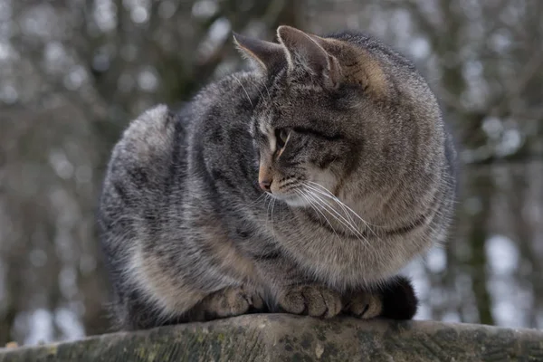Března Kočka Sedí Kamenný Plot — Stock fotografie