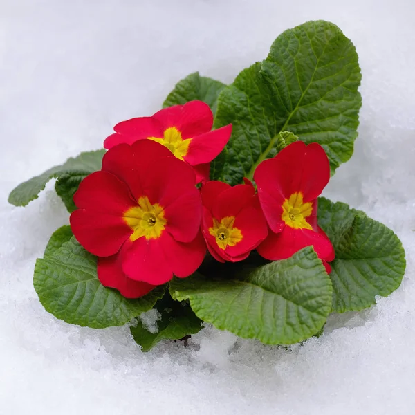 プリムローズ赤 雪の中 春の初めの春の花 — ストック写真