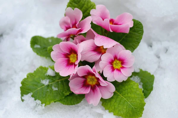 Primrose  pink, spring flowers in the snow, early spring.