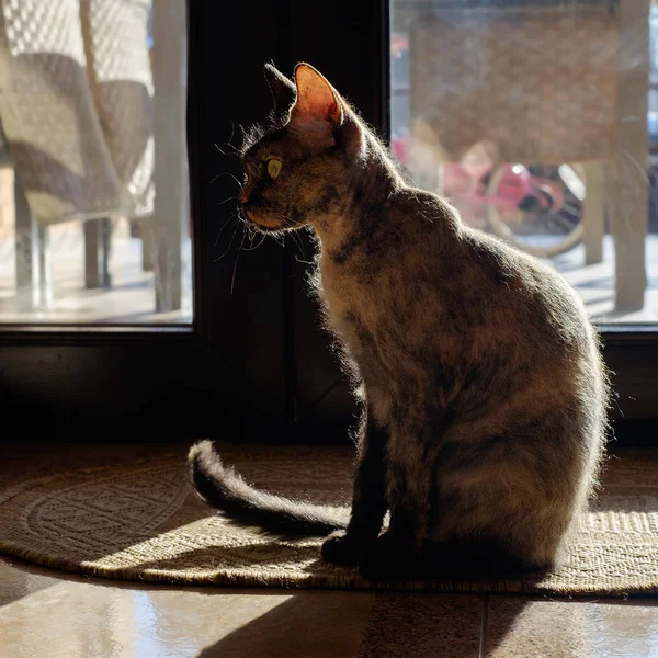 Silhouette of a domestic cat in a backlight against a window