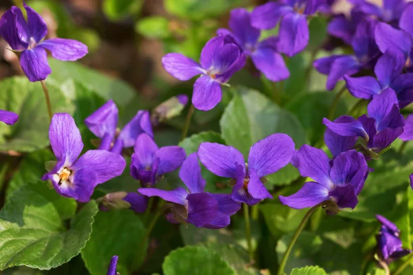 Fundo Violetas Florestais Crescendo Prado Primavera — Fotografia de Stock