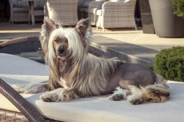 Çin armalı köpek kanepede dinleniyor..
