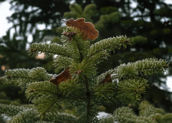 Frozen oak leaf on green fir branches — 스톡 사진