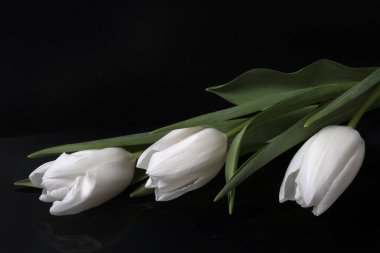 Siyah arka planda üç beyaz lale. Koyu tonlu kartpostal