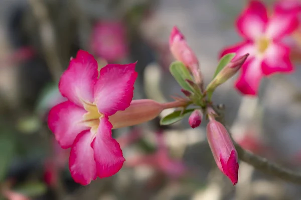 ピンクのツツジの開花の春、柔らかい焦点 — ストック写真