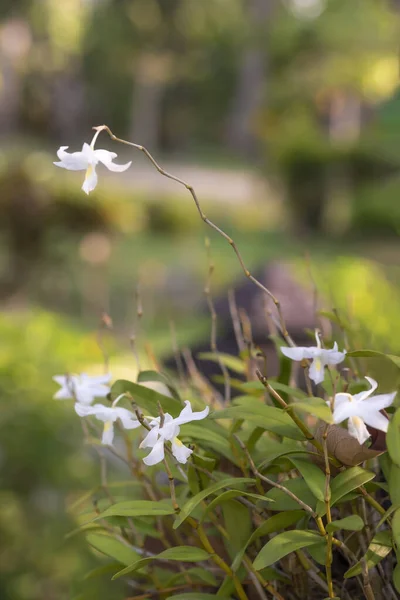 Piccoli fiori bianchi in una radura soleggiata, messa a fuoco morbida . — Foto Stock