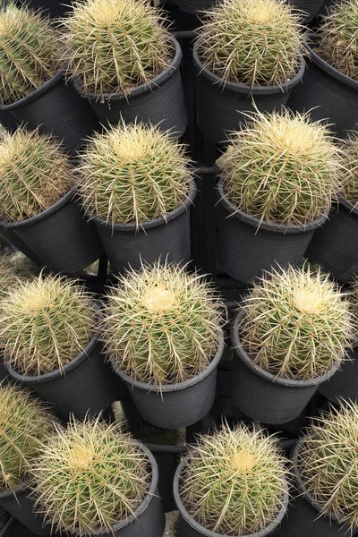 Round prickly cacti in pots. Vertical background — Stock Photo, Image