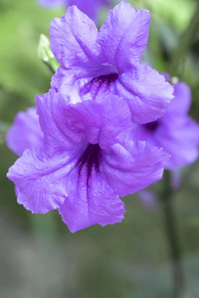 Floral fond doux de lilas fleur fraîche image non concentrée — Photo